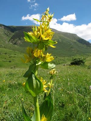 Gencianáceas Gencianáceas