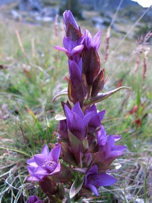 Gencianáceas Gencianáceas