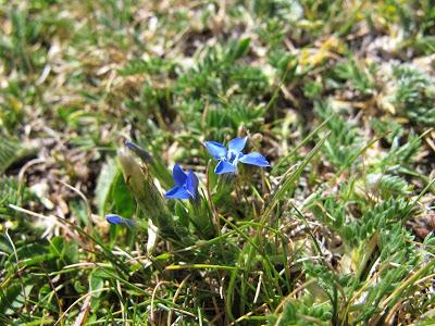 Gencianáceas Gencianáceas