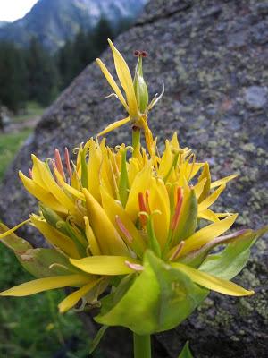 Gencianáceas Gencianáceas