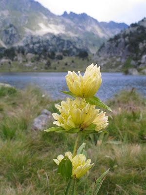 Gencianáceas Gencianáceas