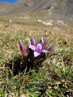 Gencianáceas Gencianáceas