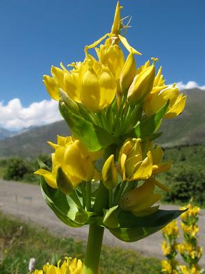 Gencianáceas Gencianáceas