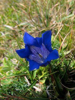 Gencianáceas Gencianáceas