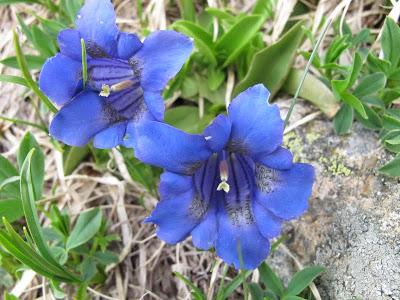 Gencianáceas Gencianáceas