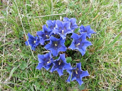 Gencianáceas Gencianáceas