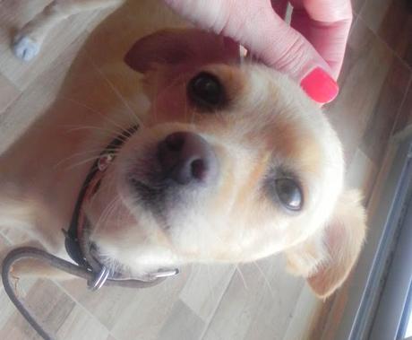 Oro perlado y burdeos (maquillaje y vestido) Oro perlado y burdeos (maquillaje y vestido)