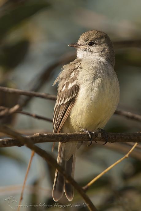 Piojito silbón (Southern beardless-Tyrannulet) Camptostoma obsoletum