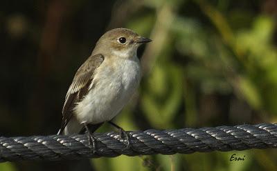 ¿CUÁNDO CELEBRARÍAS UN FESTIVAL DE LA MIGRACIÓN DE LAS AVES?