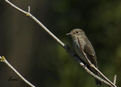 ¿CUÁNDO CELEBRARÍAS UN FESTIVAL DE LA MIGRACIÓN DE LAS AVES?