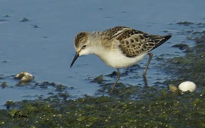 ¿CUÁNDO CELEBRARÍAS UN FESTIVAL DE LA MIGRACIÓN DE LAS AVES?