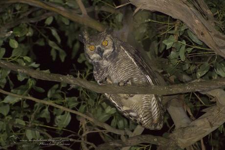 Ñacurutú (Great Horned Owl) Bubo virginianus