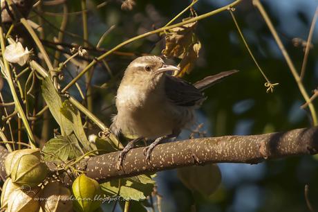 Ratona grande (Thrush-like Wren) Campylorhynchus turdinus