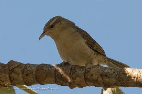 Ratona grande (Thrush-like Wren) Campylorhynchus turdinus