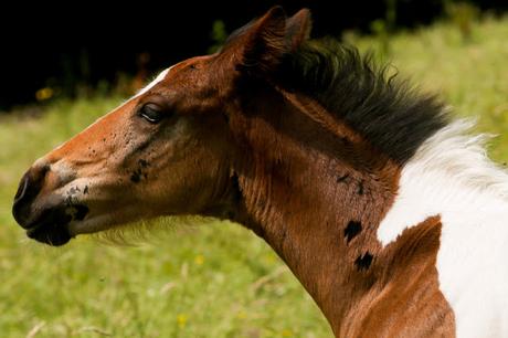 Un caballo en un caballo Un caballo en un caballo
