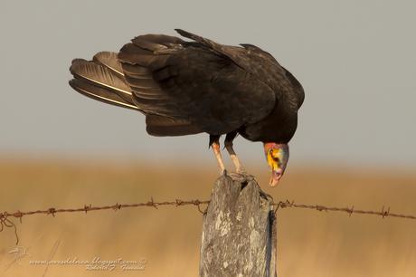 Jote cabeza amarilla (Lesser yellow-headed Vulture) Cathartes burrovianus