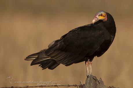 Jote cabeza amarilla (Lesser yellow-headed Vulture) Cathartes burrovianus