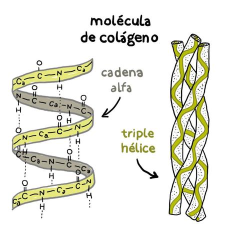 A qué edad empezar a usar COLÁGENO en nuestra rutina facial??