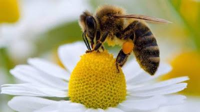 El polen es depositado en una especie de canastillas a los lados de las patas traseras