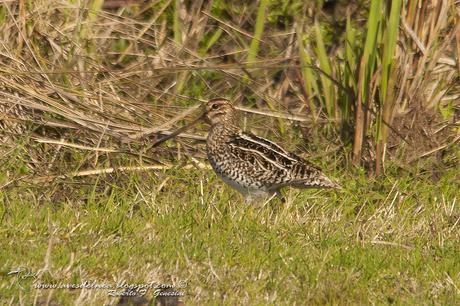 Becasina común (South-American Snipe) Gallinago paraguaiae