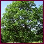 Walnut (Nogal) Walnut (Nogal)