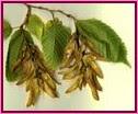 Hornbeam (Hojarazo) Hornbeam (Hojarazo)