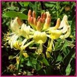 Honeysuckle (Madreselva) Honeysuckle (Madreselva)