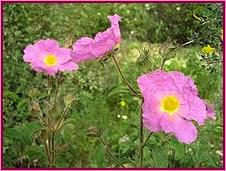 Rock Rose (Heliantemo) Rock Rose (Heliantemo)