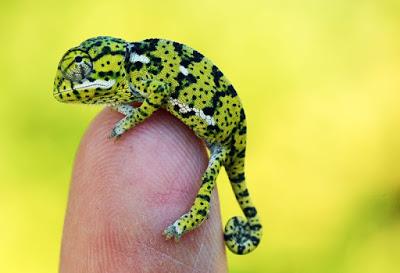 Baby Chameleon