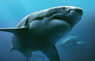 In the deep (Johannes Roberts, 2016. Gran Bretaña) In the deep (Johannes Roberts, 2016. Gran Bretaña)