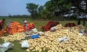 El zapallo El zapallo