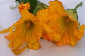 El zapallo El zapallo