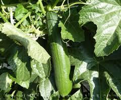 El zapallo El zapallo