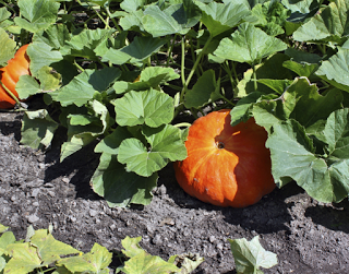 El zapallo El zapallo