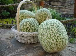 El zapallo El zapallo