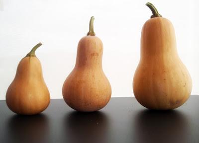 El zapallo El zapallo