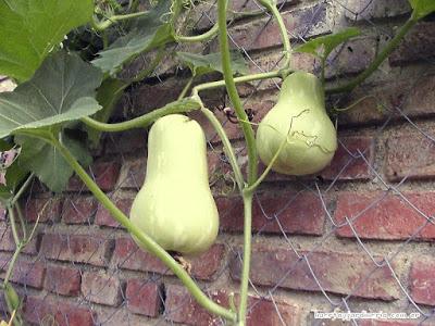 El zapallo El zapallo