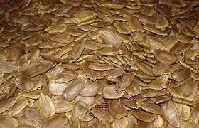 El zapallo El zapallo