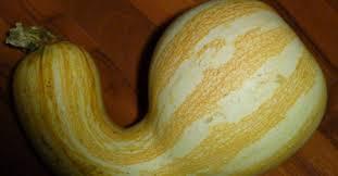 El zapallo El zapallo