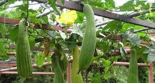 El zapallo El zapallo