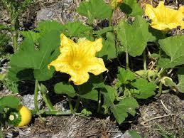 El zapallo El zapallo