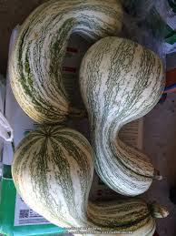 El zapallo El zapallo