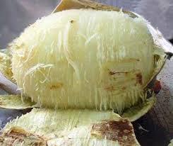 El zapallo El zapallo