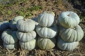 El zapallo El zapallo