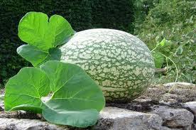 El zapallo El zapallo