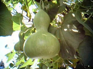 El zapallo El zapallo