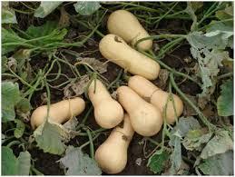 El zapallo El zapallo