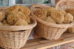 El zapallo El zapallo