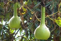 El zapallo El zapallo