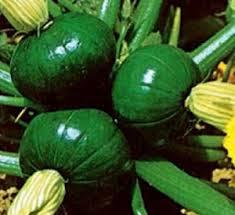 El zapallo El zapallo